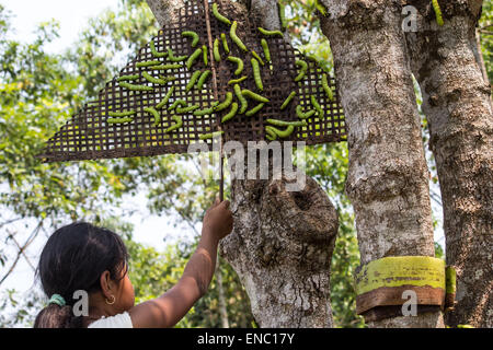 2 mai 2015 - Sivasagar, Assam, Inde - une jeune Indienne presse la moitié cultivées Muga sur un arbre à soie (Machilus Bombycina Som) pour la poursuite de la croissance dans le village de Bakata Sivasagar district de nord-est de l'état d'Assam, 02 mai 2015. Muga est le produit de la soie du ver à soie Antheraea assamensis endémique à l'Assam. Les larves de ces papillons se nourrissent de som (Machilus bombycina) feuilles. La soie produite est connu pour sa fine texture brillant et durabilité. Muga Sulkworm l'agriculture est l'une des entreprises les plus rentables dans l'état de l'Assam Indien comme le produit a une valeur élevée sur le marché. (Crédit Image : © Banque D'Images