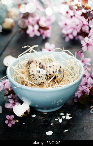 Oeufs de Pâques en abowl la caille et le printemps les fleurs de cerisier sur table en bois Banque D'Images