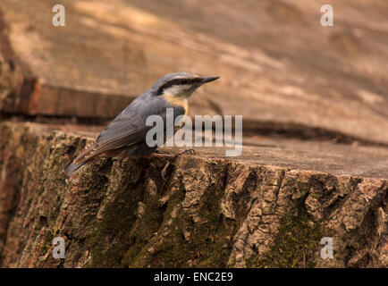 Close up of blanche assise sur souche d'arbre Banque D'Images
