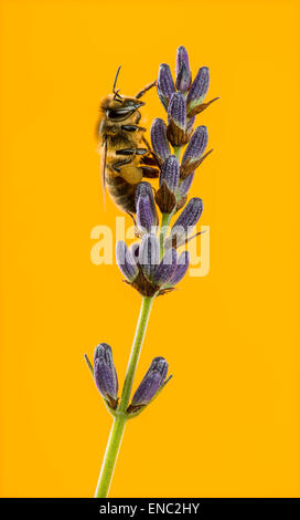 Abeille, Apis mellifera, qui se nourrissent de la lavande en face d'un fond orange Banque D'Images