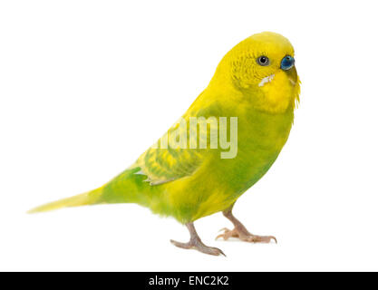 Perruche ondulée, Melopsittacus undulatus, devant un fond blanc Banque D'Images