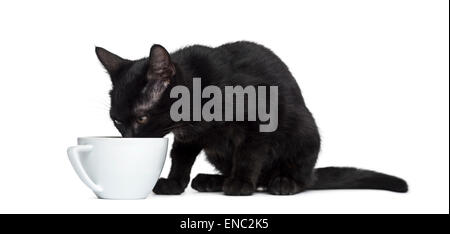 Chat noir buvant dans une tasse devant un fond blanc Banque D'Images