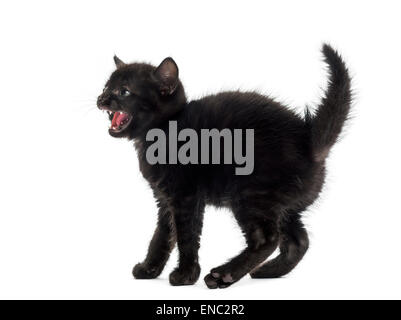 Chaton noir agressif devant un fond blanc Banque D'Images