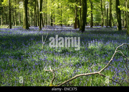 Beau printemps à jacinthes des bois Calvados Vaux près de Salisbury Banque D'Images