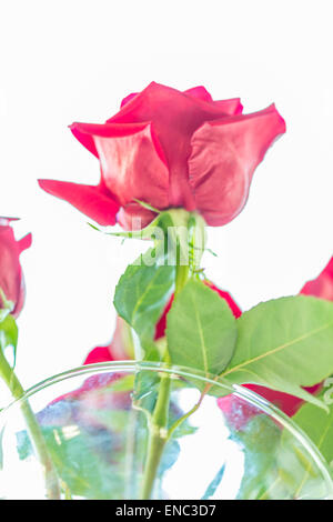 Roses rouges dans vase en verre fond blanc Banque D'Images