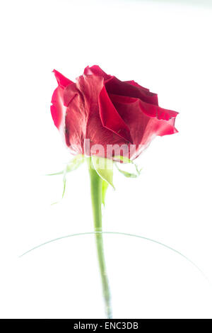 Rose rouge Banque D'Images