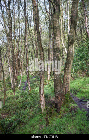 Sentier à travers une forêt anglaise pleine de bouleaux argentés sous le soleil du début du printemps. Banque D'Images