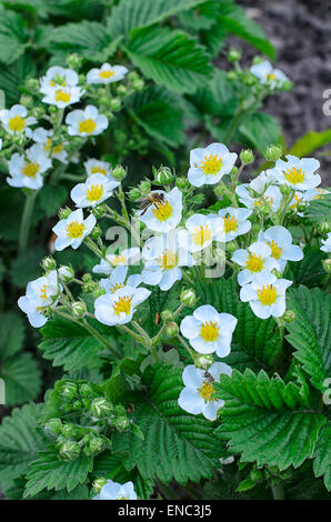 Les lits de fleurs de printemps les fraises dans le pays Banque D'Images