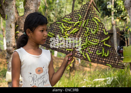 2 mai 2015 - Sivasagar, Assam, Inde - une jeune Indienne recueille la moitié cultivées vers à soie Muga à libérer sur un autre arbre (Machilus Bombycina Som) pour la poursuite de la croissance dans le village de Bakata Sivasagar district de nord-est de l'état de l'Assam. Muga est le produit de la soie du ver à soie Antheraea assamensis endémique à l'Assam. Les larves de ces papillons se nourrissent de som (Machilus bombycina) feuilles. La soie produite est connu pour sa fine texture brillant et durabilité. Muga Sulkworm l'agriculture est l'une des entreprises les plus rentables dans l'état de l'Assam Indien comme le produit a une valeur élevée sur le marché. (Ima Crédit Banque D'Images