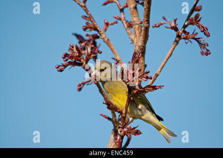 Cerisier d'ornement en Verdier Banque D'Images