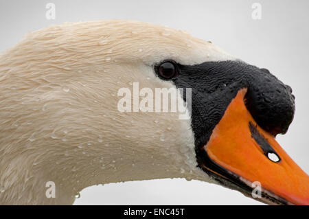 Cygne tuberculé mâle tête close up Banque D'Images