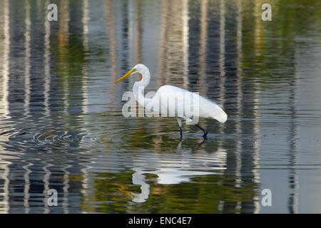 Grande Aigrette Casmerodius alba en lagune côtière avec resort hôtels reflète Fort Myers Beach Floride USA Banque D'Images