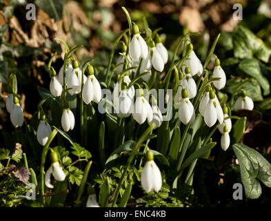 Un cluster de perce-neige (Galanthus nivalis) fleurs Banque D'Images