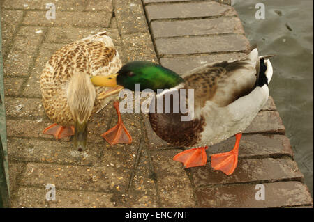 Un couple dans une relation. Canard colvert mâle et femelle. Le coup de fouet mâle à la femelle pour aucune bonne raison. Londres Banque D'Images