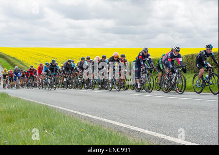 Peloton principal de cyclistes, la deuxième étape, Tour de Yorkshire, Yorkshire Wolds en arrière-plan. Yorkshire, Angleterre, Royaume-Uni Banque D'Images