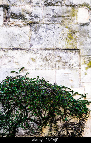 Vert à petites feuilles plante grimpante sur vieux mur de pierre Banque D'Images