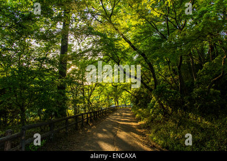 Parc Naturel de Sayama Higashiyamato,ville,Tokyo, Japon Banque D'Images