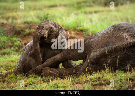 Les jeunes à l'éléphant, Serengeti, Tanzania, Africa Banque D'Images