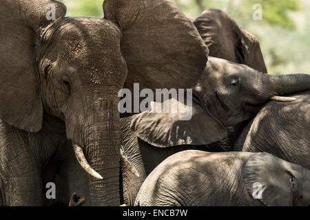 Close-up d'un troupeau d'éléphants, Serengeti, Tanzania, Africa Banque D'Images