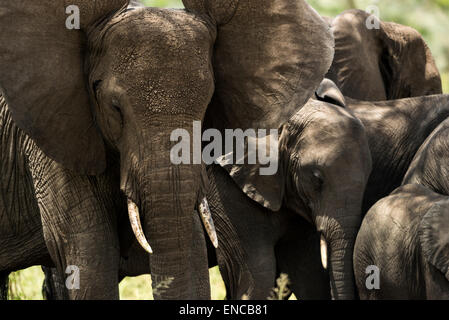 Close-up d'un troupeau d'éléphants, Serengeti, Tanzania, Africa Banque D'Images