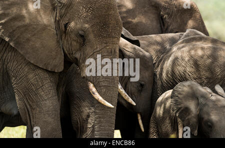 Close-up d'un troupeau d'éléphants, Serengeti, Tanzania, Africa Banque D'Images