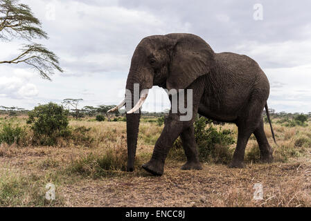 La marche de l'éléphant, Serengeti, Tanzania, Africa Banque D'Images