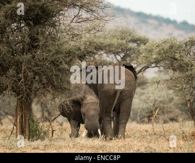 Les jeunes éléphants jouant, Serengeti, Tanzania, Africa Banque D'Images