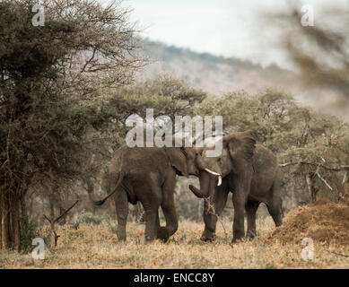 Les jeunes éléphants jouant, Serengeti, Tanzania, Africa Banque D'Images