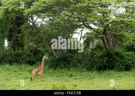 Jeune girafe debout, Serengeti, Tanzania, Africa Banque D'Images