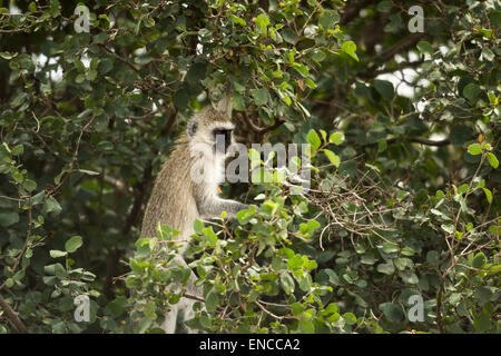 Un singe, Chlorocebus pygerythrus, dans un arbre, Serengeti, Tanzania, Africa Banque D'Images