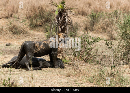 Sale lionne debout à côté de sa proie, Serengeti, Tanzania, Africa Banque D'Images