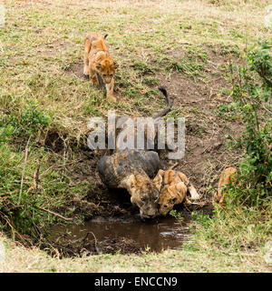 Lionne sale et d'oursons boire, Serengeti, Tanzania, Africa Banque D'Images