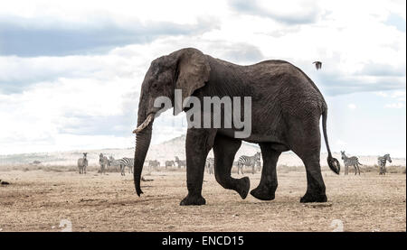 La marche de l'éléphant, Serengeti, Tanzania, Africa Banque D'Images