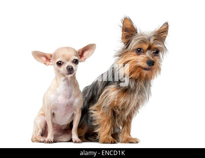 Yorkshire Terrier et Chihuahua assis devant un fond blanc Banque D'Images
