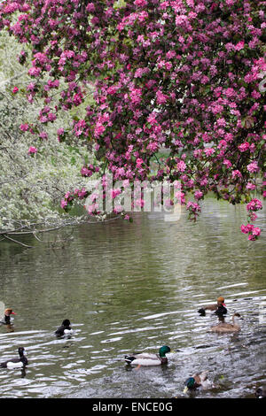 Floraison printanière dans Hyde Park Londres Angleterre 'splash' de couleur Banque D'Images