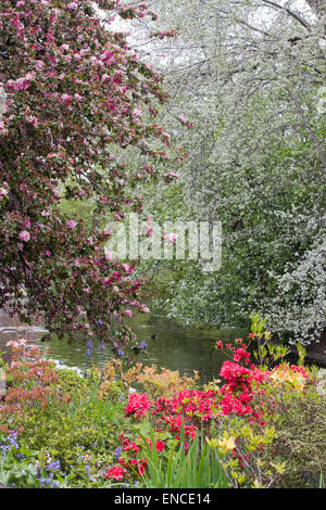 Floraison printanière dans Hyde Park Londres Angleterre 'splash' de couleur Banque D'Images