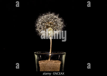 Portrait Of Dandelion Clock en verre sur fond noir Banque D'Images