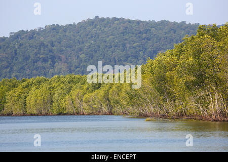 Mangove swamp, Langkawi, Malaisie Banque D'Images