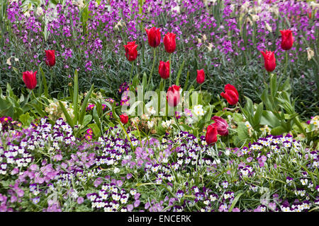 Floraison printanière dans Hyde Park Londres Angleterre 'splash' de couleur Banque D'Images