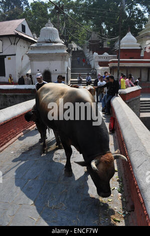 Vaches et populations locales sur un pont au complexe de temple hindou de Pashupatinath à Katmandou, Népal, construit dans le style pagode et datant du 5ème siècle Banque D'Images