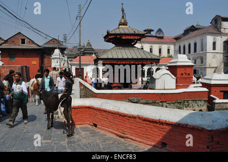 Vaches et populations locales sur un pont au complexe de temple hindou de Pashupatinath à Katmandou, Népal, construit dans le style pagode et datant du 5ème siècle Banque D'Images