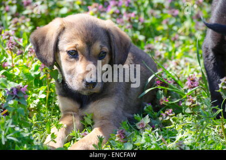 Breed puppy mélanger entre les herbes Feuilles et fleurs des champs colorés Banque D'Images