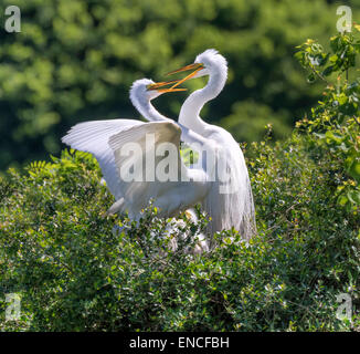 La cour de la grande aigrette (Ardea alba) près du nid, île haute, Texas, États-Unis Banque D'Images