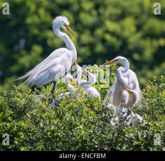 Une famille de la grande aigrette (Ardea alba) à une rookery, île haute, Texas, États-Unis Banque D'Images