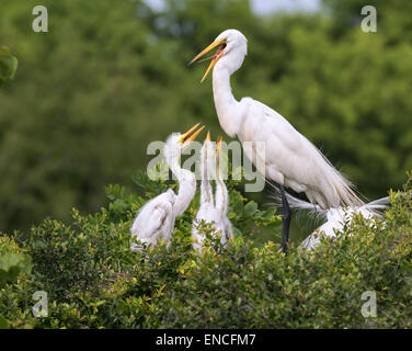 Une famille de la grande aigrette (Ardea alba) à une rookery, île haute, Texas, États-Unis Banque D'Images