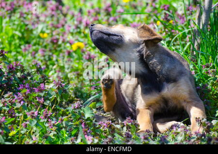 Breed puppy mélanger entre les herbes Feuilles et fleurs des champs colorés Banque D'Images