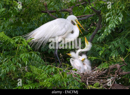 Une famille de la grande aigrette (Ardea alba) à une rookery, île haute, Texas, États-Unis Banque D'Images