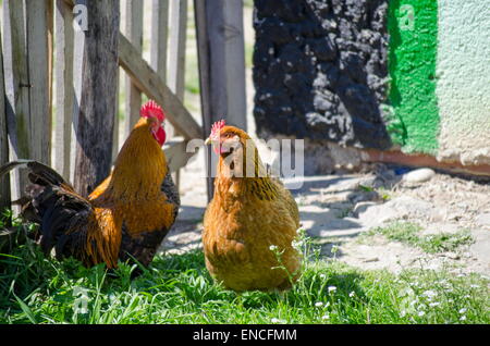 Deux coqs se détendre au soleil dans le jardin Banque D'Images