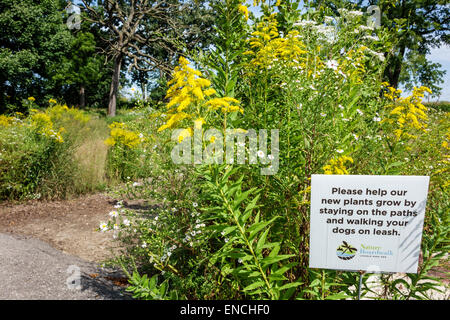 Chicago Illinois,North Side,Lincoln Park,Lincoln Park Zoo,parc public,nature Boardwalk,écosystème,plantes indigènes,prairie,tallgrass,fleurs sauvages,jaune g Banque D'Images