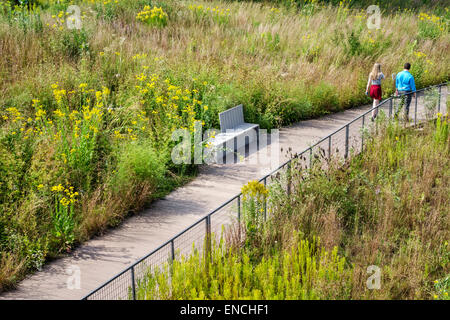 Chicago Illinois,North Side,Lincoln Park,Lincoln Park Zoo,parc public,nature Boardwalk,écosystème,plantes indigènes,prairie,tallgrass,fleurs sauvages,jaune,p Banque D'Images